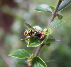 Wasp feeding