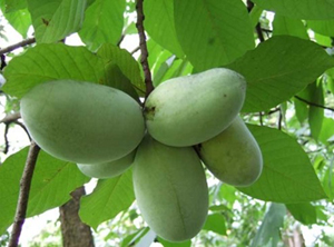 The fruit of the pawpaw tree