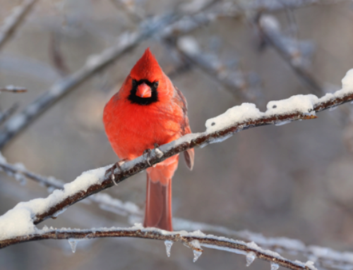 How Do Birds Stay Warm in Winter?