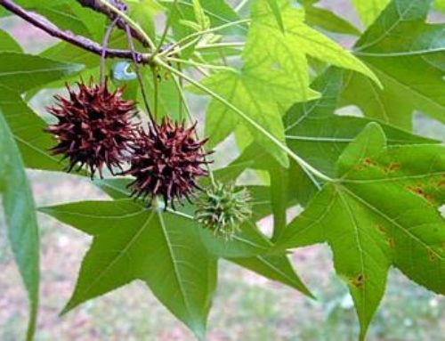 Get to Know the Sweet Gum Tree