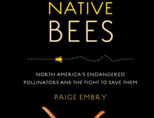 Nature Reading: “Our Native Bees” by Paige Embry