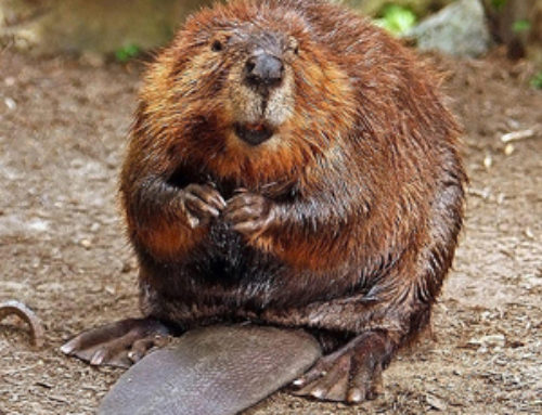 Meet the Beaver