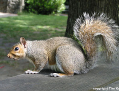 Meet the Eastern Gray Squirrel