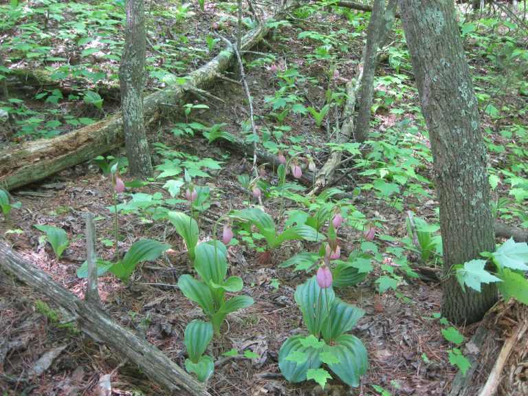 Lady Slipper Orchids protected by the Archer Easement