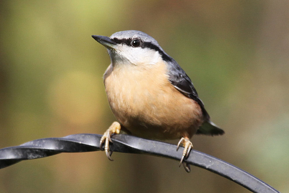 Brown headed nuthatch
