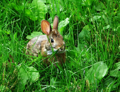 Eastern Cottontails!