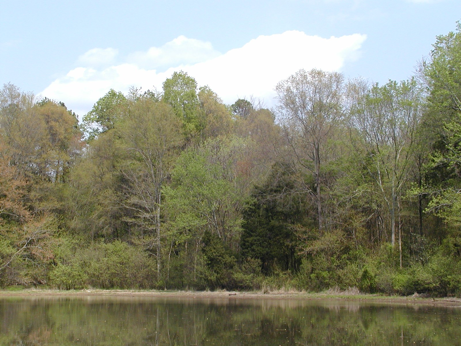 Trees and pond at Beaty Park