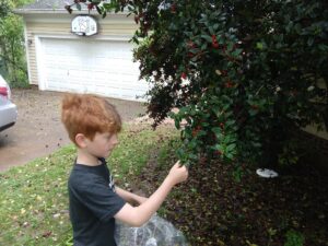 Boy picking a leaf