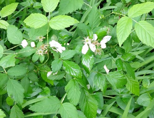 Most Wanted Backyard Invasive Plant Species