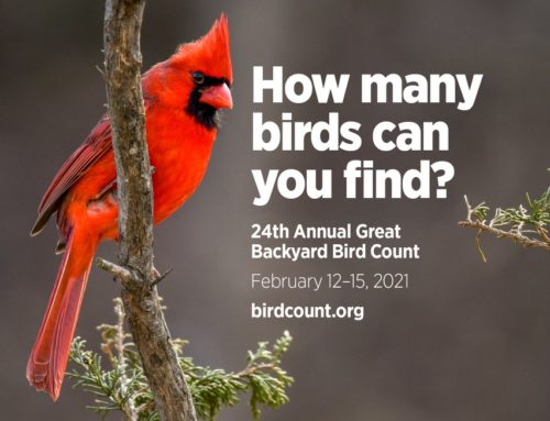 The Great Backyard Bird Count: Feb 12-15, 2021