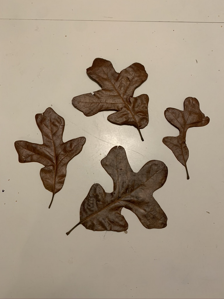 post oak leaves