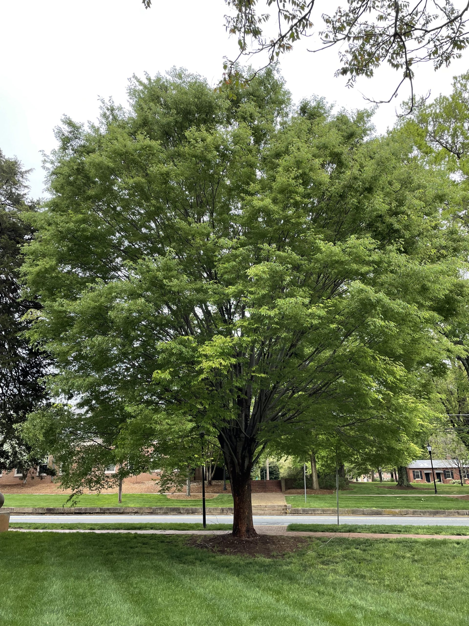 Zelkova