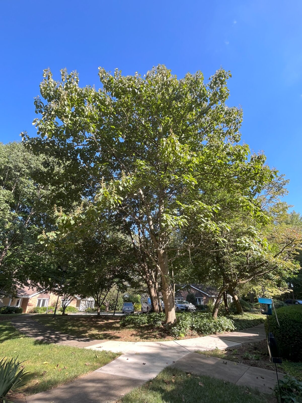 Empress Tree Archives Davidson Lands Conservancy