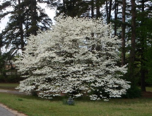 American Dogwood