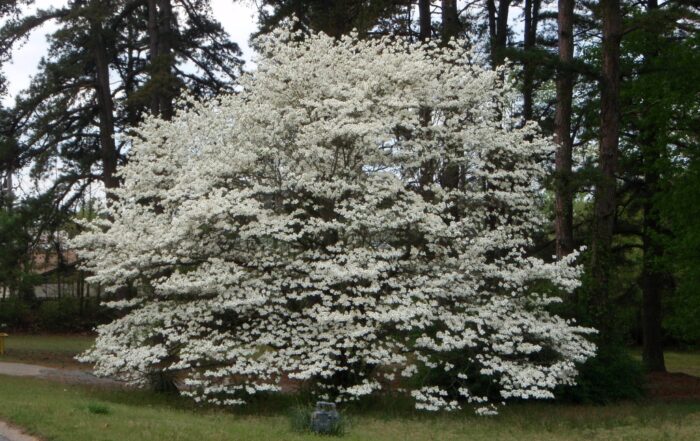 Dogwood