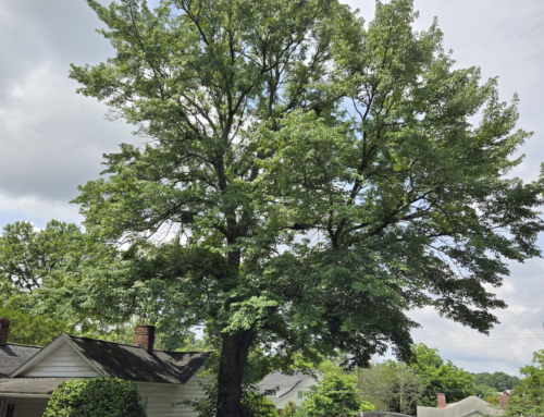 Ceremony to Celebrate 100th Treasure Tree