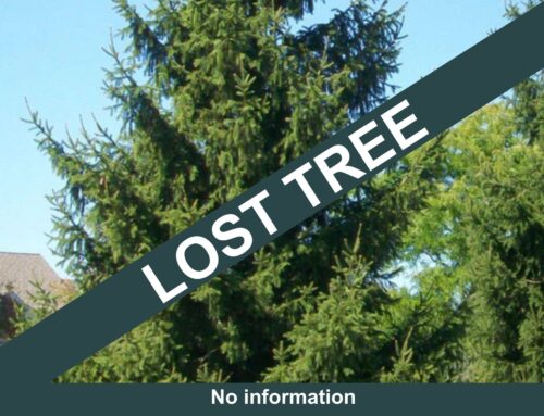 #092 Norway Spruce
