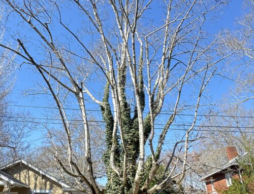 #012 Sugar Maple