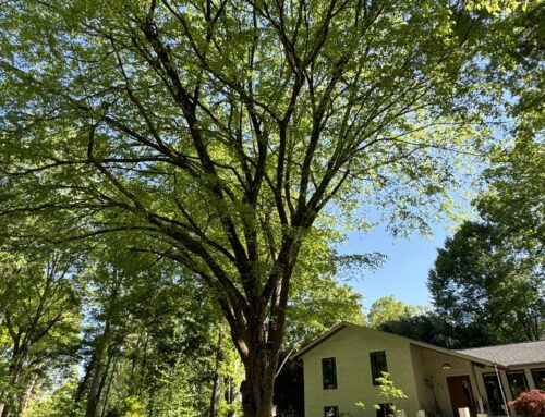#031 Slippery Elm