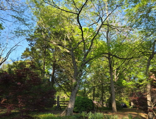 #040 Siberian Elm