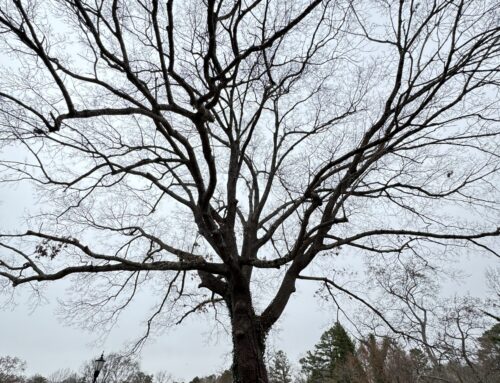 #072 Southern Red Oak