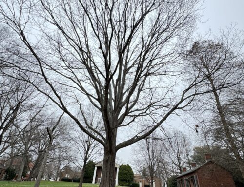 #076 Black Oak