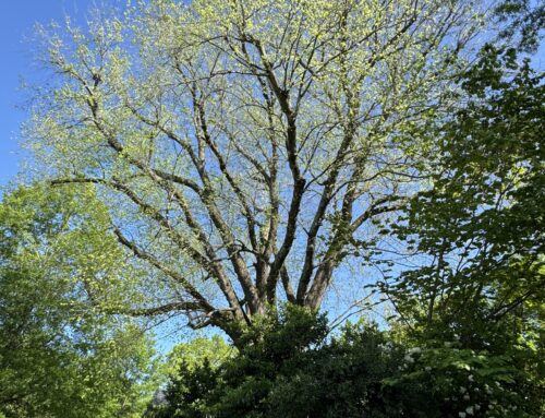 #080 American Elm