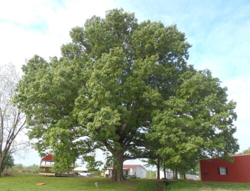 Red Oak – Southern