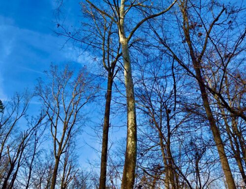 #089 American Sycamore