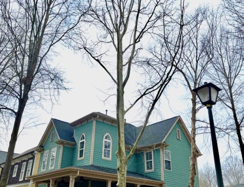 #106 American Sycamore