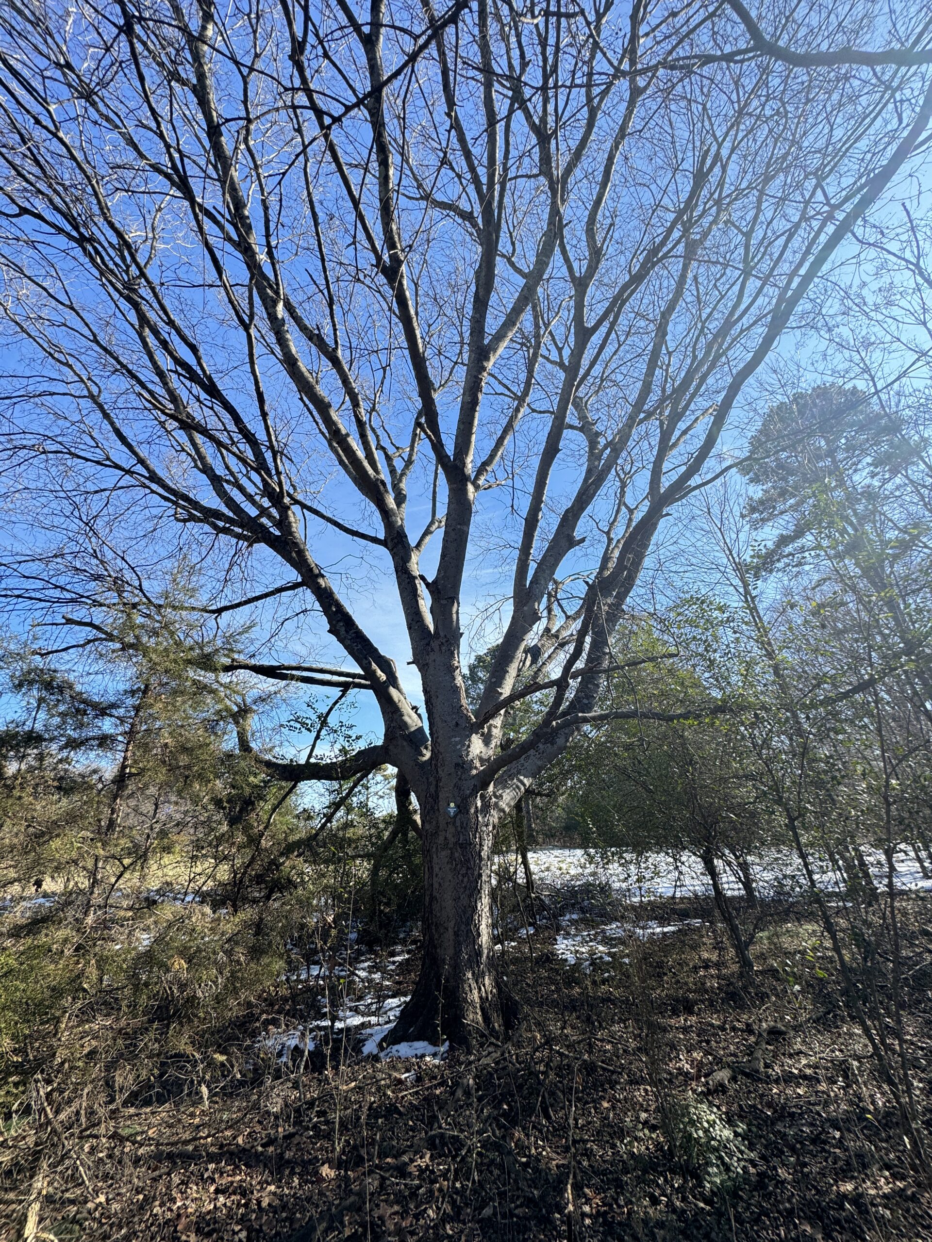 111_AmericanHackberry