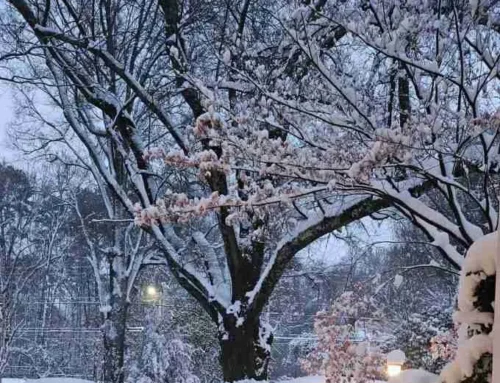 Long Treasured Tree, Now a Treasure Tree