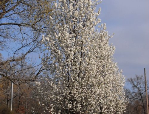 Bradford Pear
