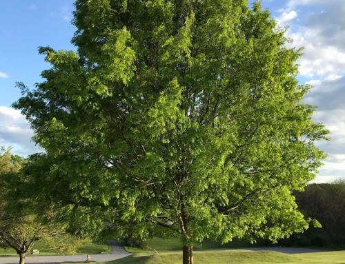 Chinese Elm