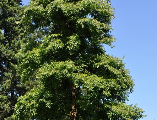 American Persimmon